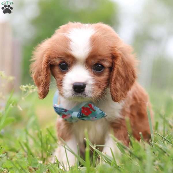 Lee, Cavalier King Charles Spaniel Puppy